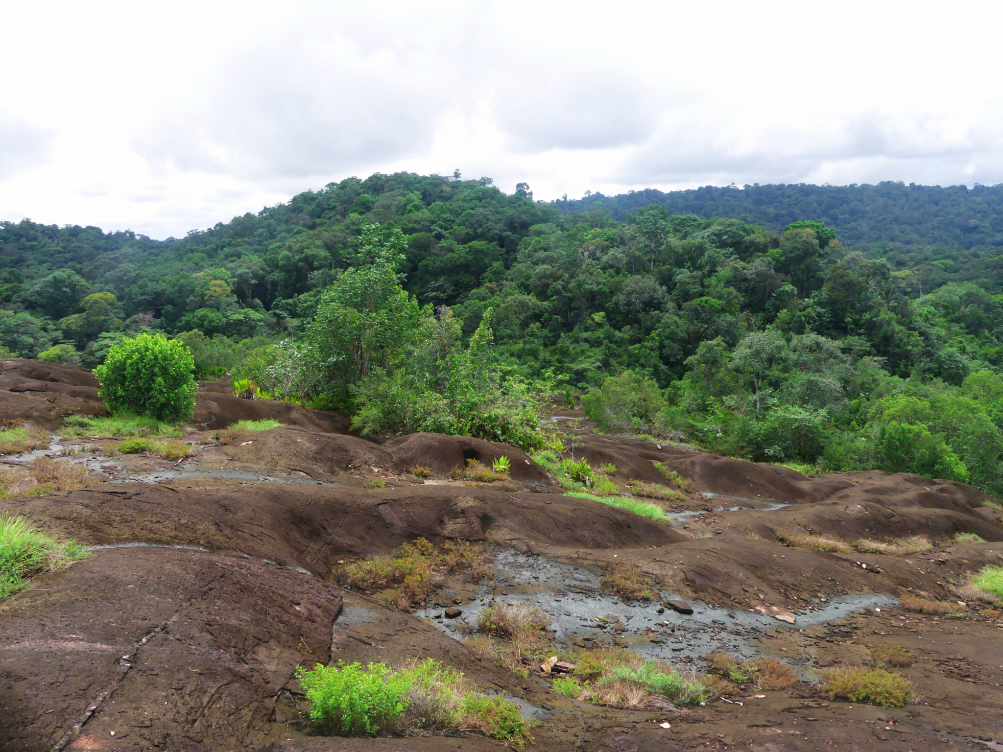 savane roche virgnie (1)